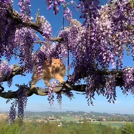 Bricco Tigliolette 公寓
